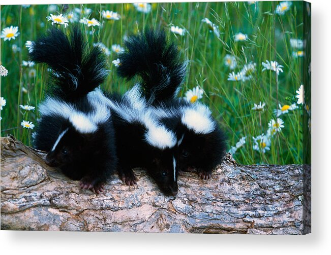 Photography Acrylic Print featuring the photograph Three Young Skunks On Log In Wildflower by Panoramic Images