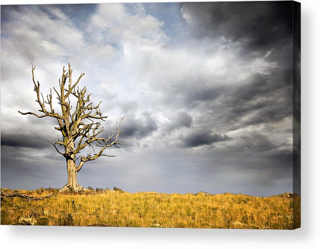 Bare Acrylic Print featuring the photograph Through The Storms by Lana Trussell