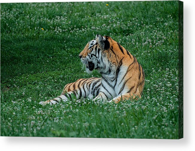 Tiger Acrylic Print featuring the photograph Tiger at Rest 1 by Photos By Cassandra