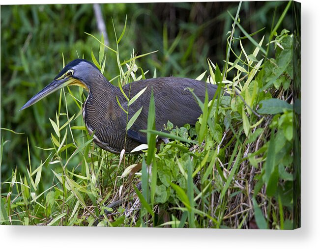 Nature Acrylic Print featuring the photograph Tiger Heron 3 by Arthur Dodd