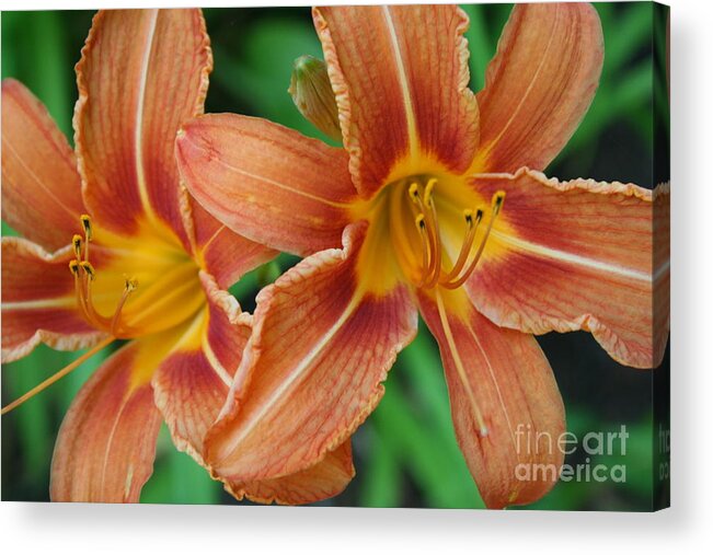 Tiger Lily Acrylic Print featuring the photograph Tiger lily 3 by Jim Gillen