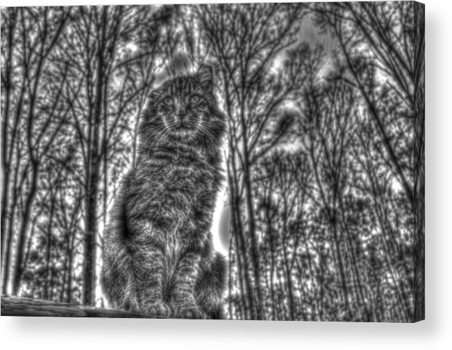 Black And White Acrylic Print featuring the photograph Tiger on the roof BW by Andy Lawless