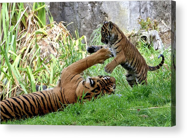 Leanne Acrylic Print featuring the photograph Tiger Play by Her Arts Desire