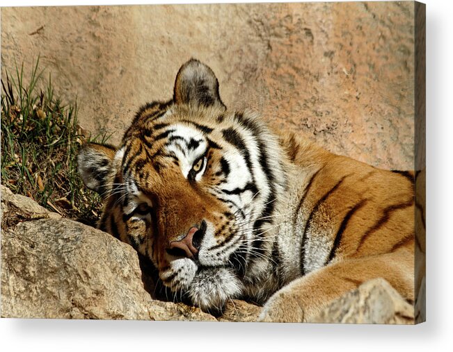 One Animal Acrylic Print featuring the photograph Tiger Siesta by Virtualphoto