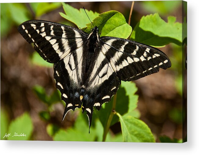 Animal Acrylic Print featuring the photograph Tiger Swallowtail Butterfly by Jeff Goulden