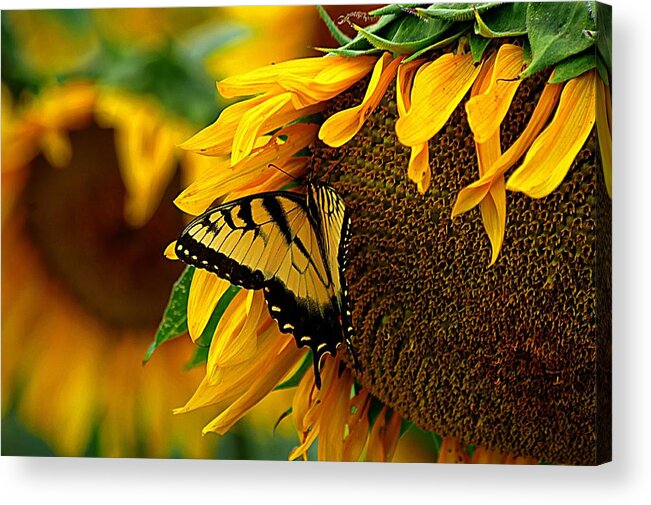 Yellow Butterfly Acrylic Print featuring the photograph Tiger Swallowtail on a Sunflower by Karen McKenzie McAdoo