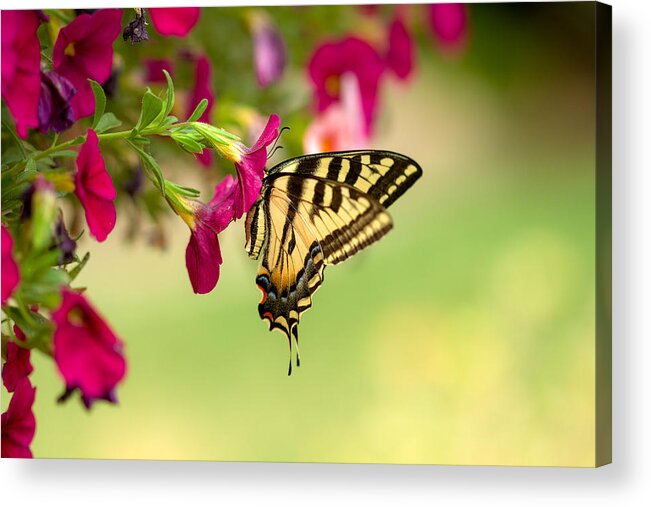 Butterfly Acrylic Print featuring the photograph Tiger Swallowtail by Randy Wood