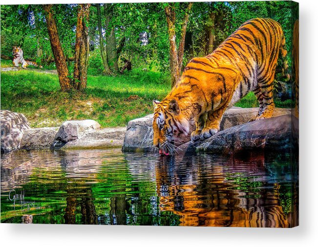 Tigers Acrylic Print featuring the photograph Tigers Pond by Glenn Feron