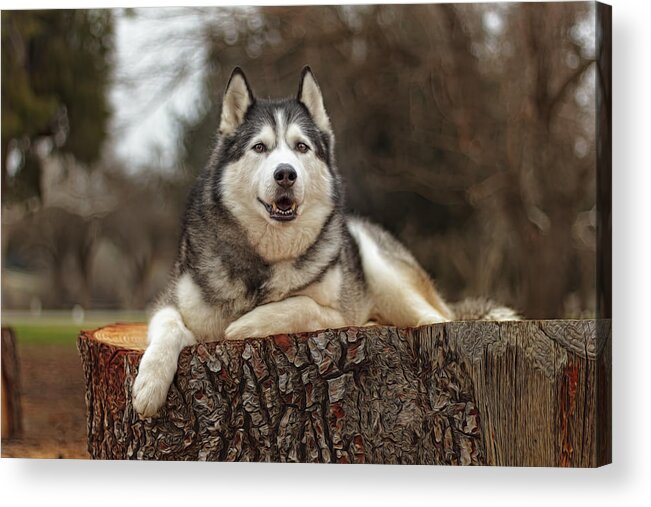 Animal Acrylic Print featuring the photograph Timber by Brian Cross
