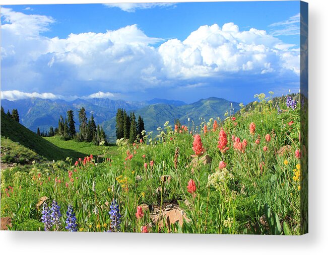 Timpanookie Meadows Acrylic Print featuring the photograph Timpanookie Wildflowers by Wasatch Light