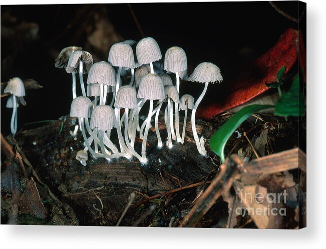 Coprinus Acrylic Print featuring the photograph Tiny Mushrooms by Gregory G. Dimijian, M.D.