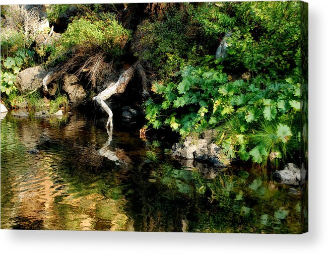 Mccloud River Acrylic Print featuring the photograph Tip Toeing At The River's Edge by Donna Blackhall