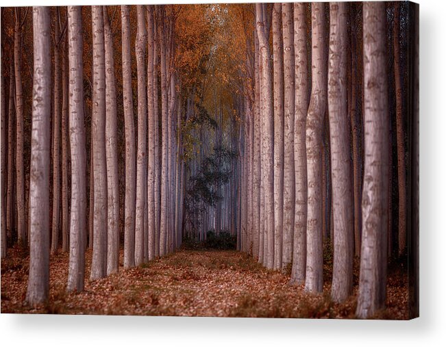 Rows Acrylic Print featuring the photograph To The Light by Tony Goran