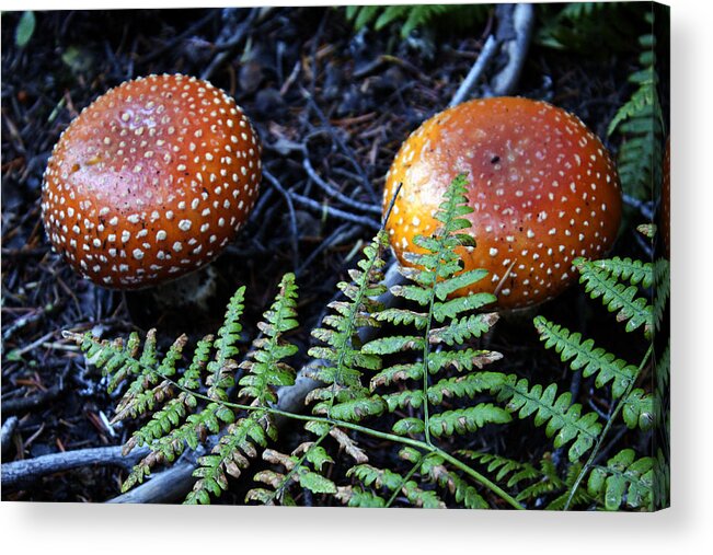 Mushrooms Acrylic Print featuring the photograph Toadstool by Edward Hawkins II