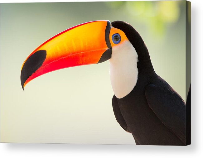 Photography Acrylic Print featuring the photograph Toco Toucan Ramphastos Toco, Pantanal by Panoramic Images