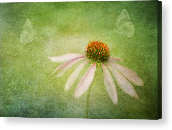 Echinacea Acrylic Print featuring the photograph Today I Choose Joy by Marina Kojukhova