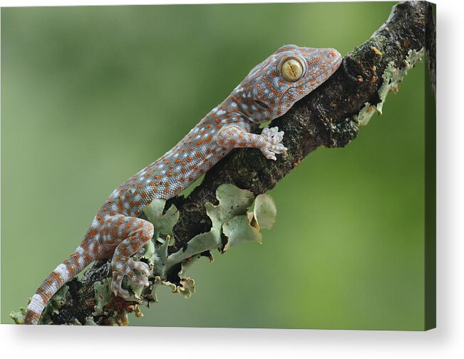 Feb0514 Acrylic Print featuring the photograph Tokay Gecko Juvenile Thailand by Ch'ien Lee