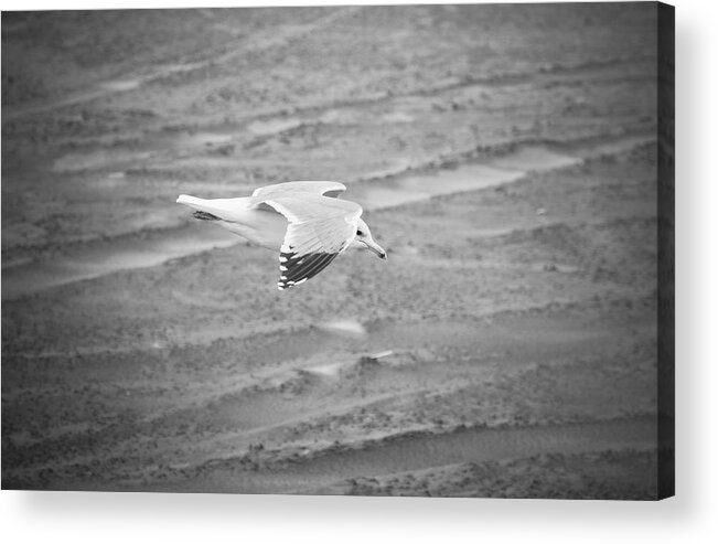 Seagull Acrylic Print featuring the photograph Top Secret Seagull Drone by Rich Collins