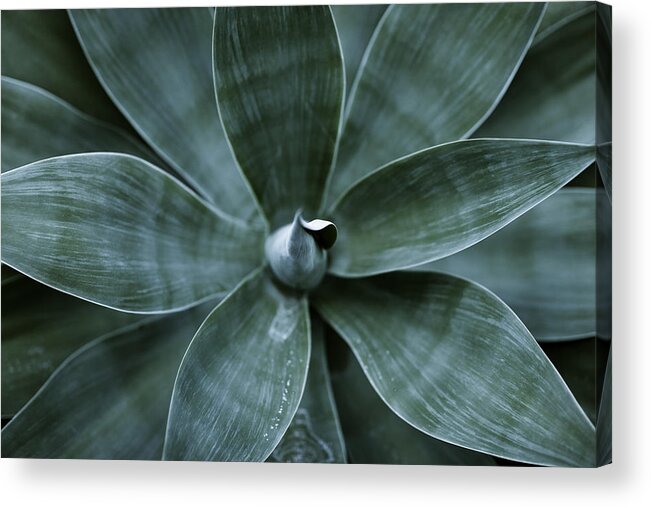 Agave Acrylic Print featuring the photograph Top view of agave plant leaves by Goldhafen