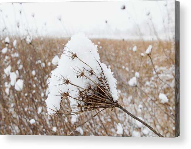 Snow Acrylic Print featuring the photograph Touch of snow by Susan Grove