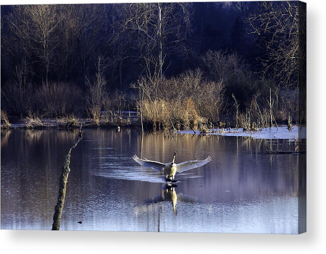 Trumpeter Swan Acrylic Print featuring the photograph Touchdown Trumpeter Swan by Michael Dougherty