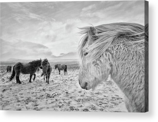 Horses Acrylic Print featuring the photograph Tough Guys by John Colbensen