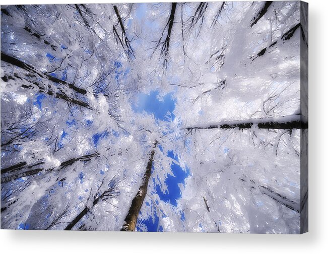 Trees Acrylic Print featuring the photograph Tourniquet by Philippe Sainte-Laudy