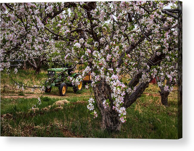 Orchard Acrylic Print featuring the photograph Tractor in the Orchard by Diana Powell