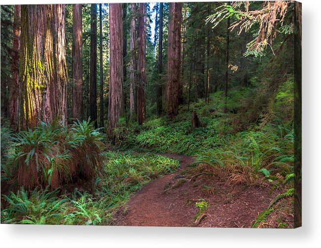 Jed Smith State Park Acrylic Print featuring the digital art Trail Through the Redwoods by Christopher Cutter