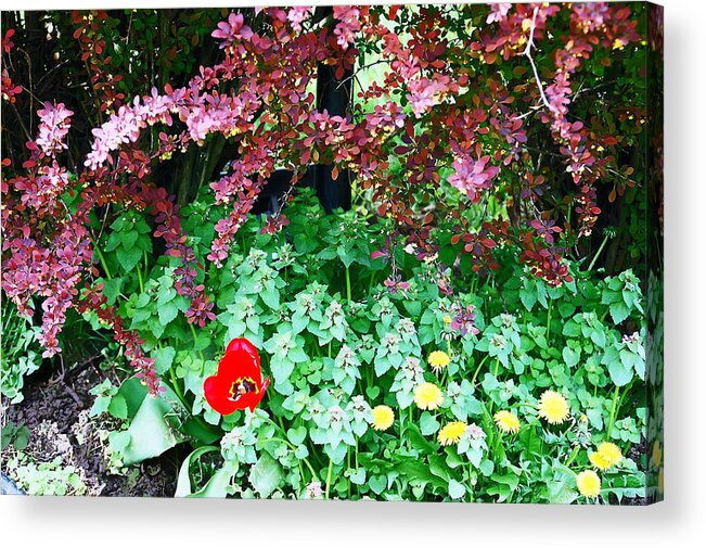 Garden Acrylic Print featuring the photograph Tranquil Garden by Aimee L Maher ALM GALLERY