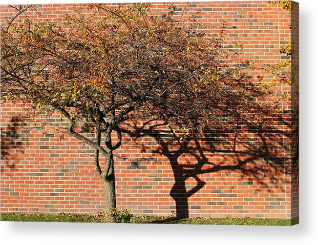 Tree Acrylic Print featuring the photograph Tree and Shadow 1 by Mary Bedy