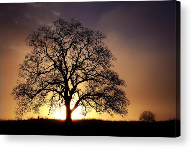 Tree Acrylic Print featuring the photograph Tree At Sunrise In The Fog by Robert Woodward