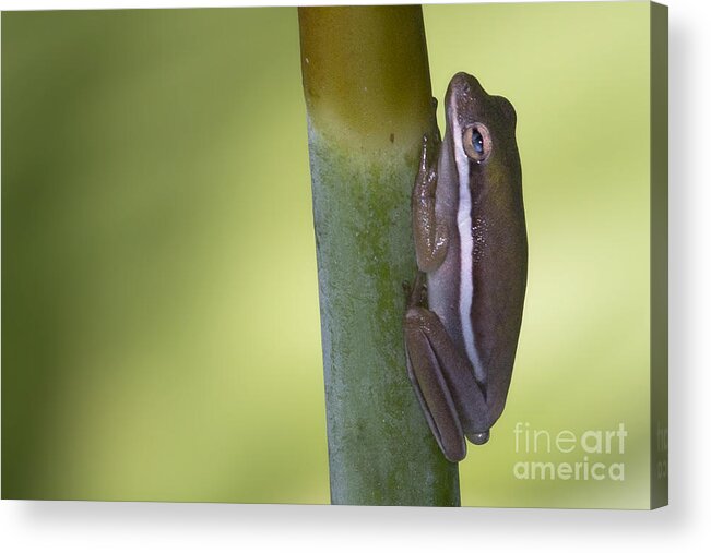 Tree Frog Acrylic Print featuring the photograph Tree Frog by Meg Rousher