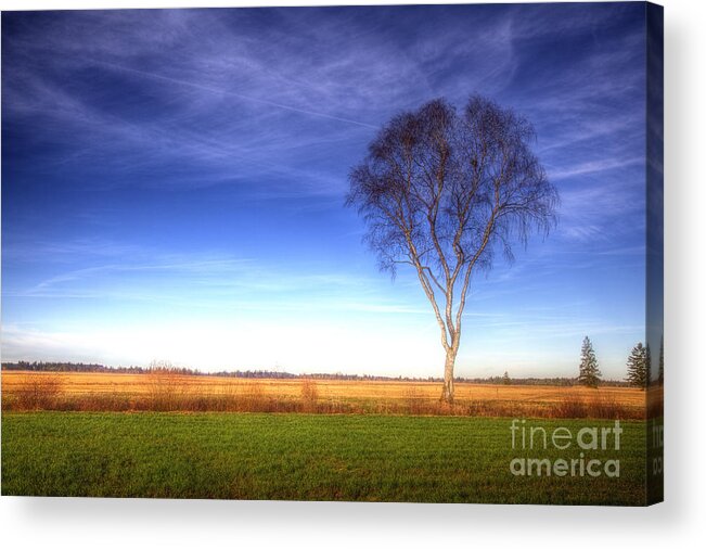 Wiese Acrylic Print featuring the photograph Tree in the Murnauer moos by Fabian Roessler