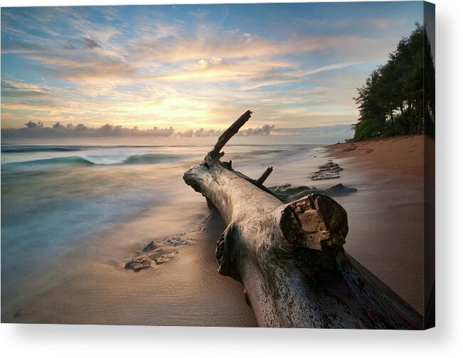 Scenics Acrylic Print featuring the photograph Tree Log by Lee Sie Photography