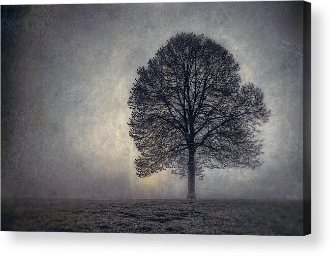 Tree Acrylic Print featuring the photograph Tree of Life by Scott Norris