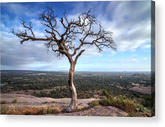 Tree Acrylic Print featuring the photograph Tree On Enchanted Rock by Todd Aaron