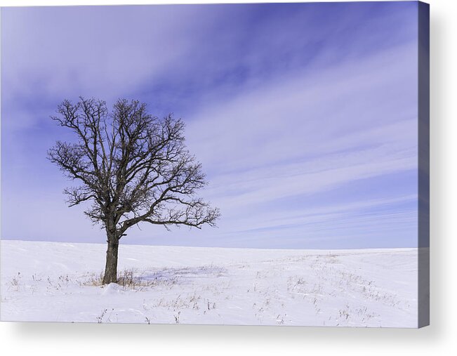 Tree Acrylic Print featuring the photograph Tree on Hwy 59 by Nebojsa Novakovic