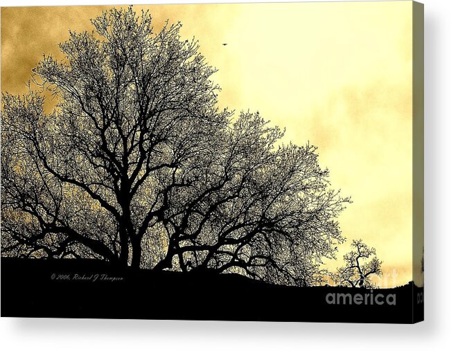 Silhouette Acrylic Print featuring the photograph Tree Silhouette by Richard J Thompson 