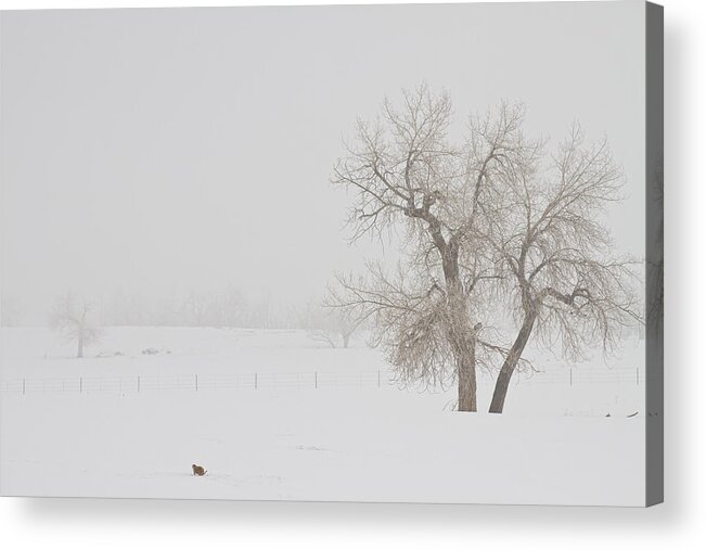 Snow Acrylic Print featuring the photograph Tree Snow Fog and The Prairie Dog by James BO Insogna