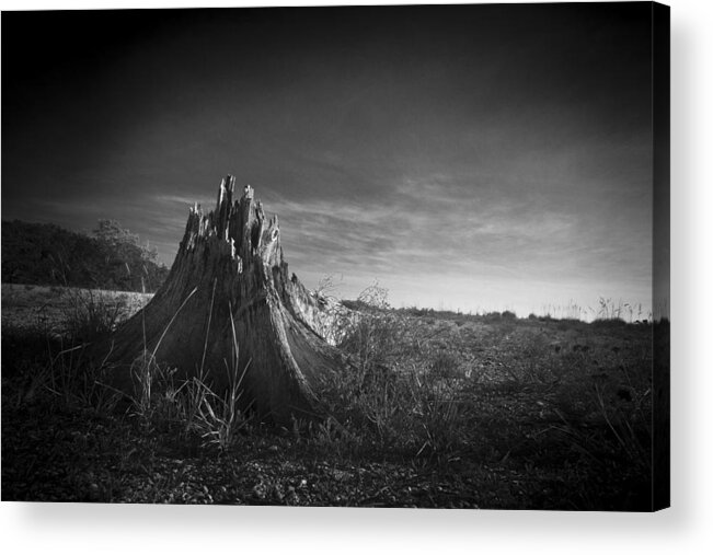 Florida Acrylic Print featuring the photograph Tree Stump In Lovers Key by Bradley R Youngberg
