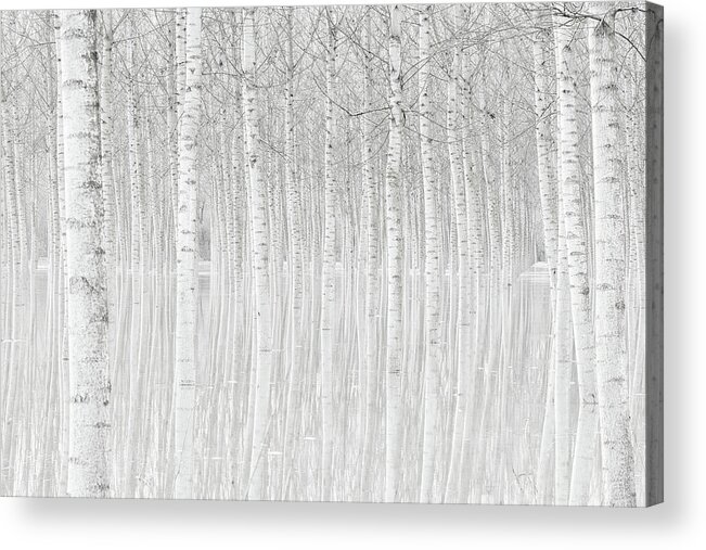 Tree Acrylic Print featuring the photograph Trees by Aglioni Simone