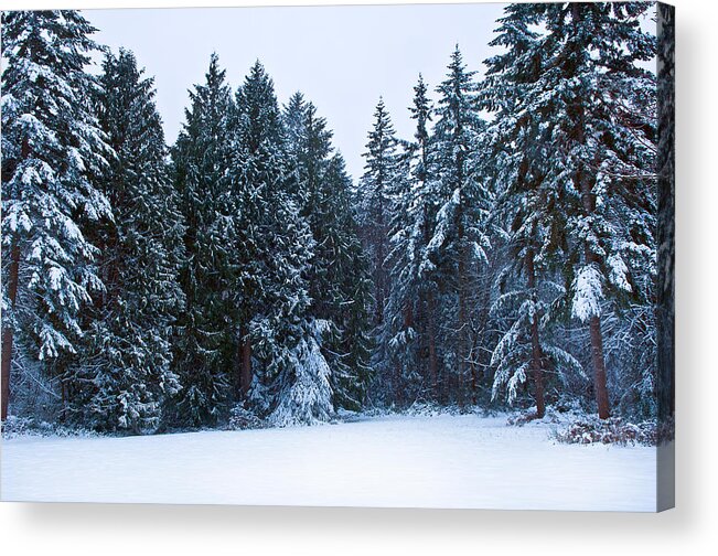 Photography Acrylic Print featuring the photograph Trees Along A Snow Covered Road by Panoramic Images