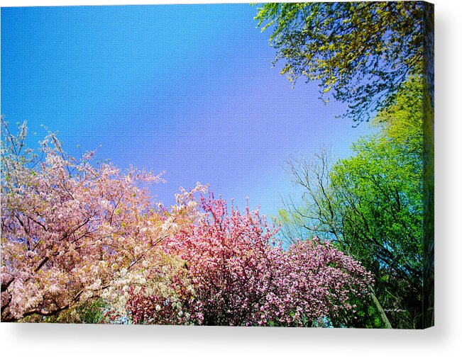 Trees Acrylic Print featuring the photograph Trees Around by Crystal Wightman