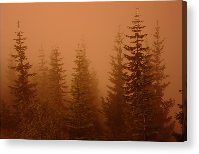 Trees Acrylic Print featuring the photograph Trees In Fog by Jeff Swan