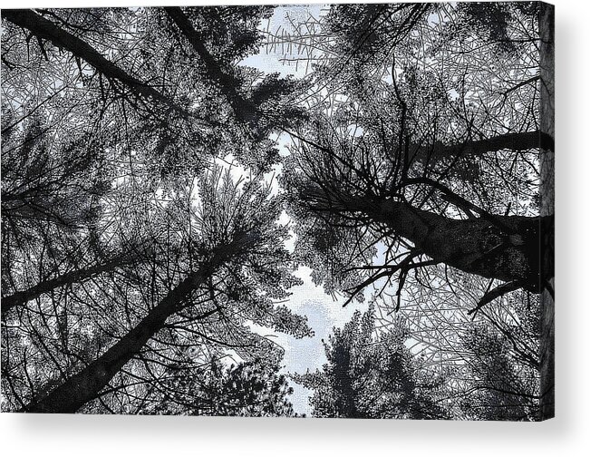 Tree Photographs Acrylic Print featuring the photograph Trees in Winter by Phyllis Meinke