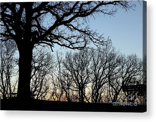 Trees Acrylic Print featuring the photograph Trees silhouette by Yumi Johnson