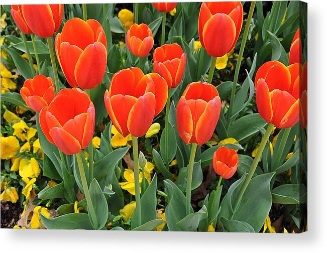 Tulips Acrylic Print featuring the photograph Trendy Tulips by Jeanne May
