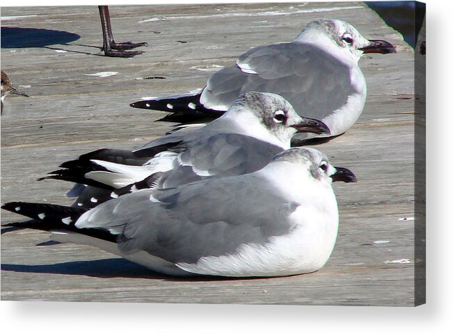 Seagulls Acrylic Print featuring the photograph Tres Amigos by Linda Cox