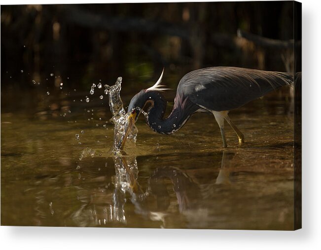 Birds Acrylic Print featuring the photograph Tri-colored Heron by Doug McPherson